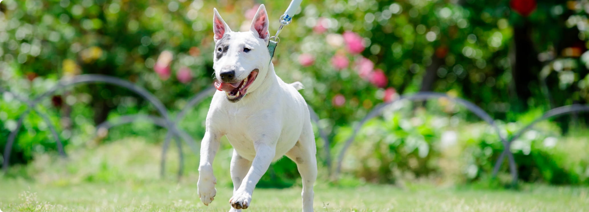 元気よく走っている犬