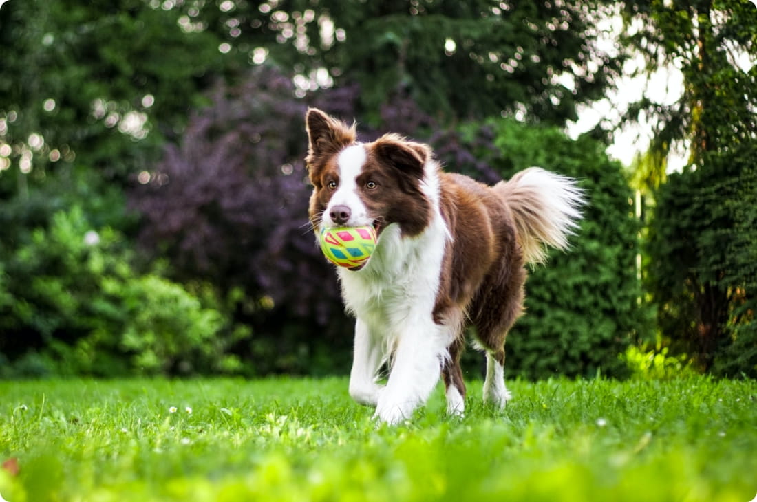 ボールを加えて走っている犬