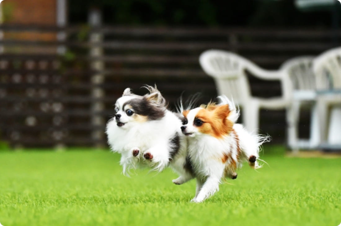 走っている２匹の犬