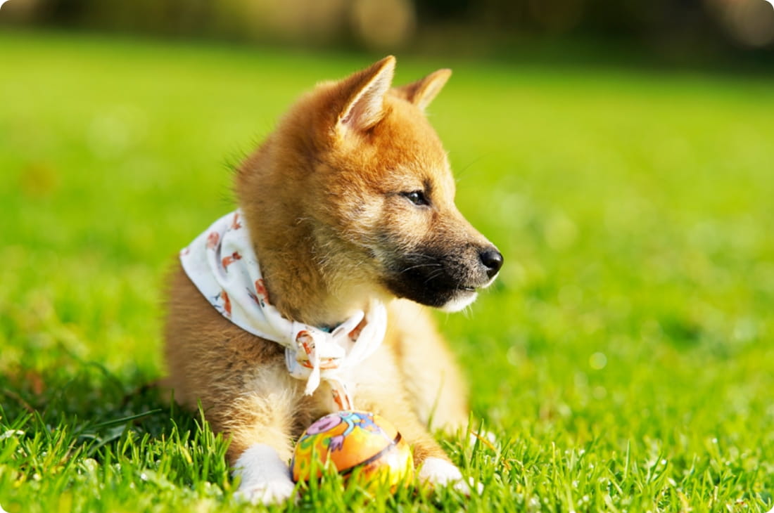 何かを見つめている犬