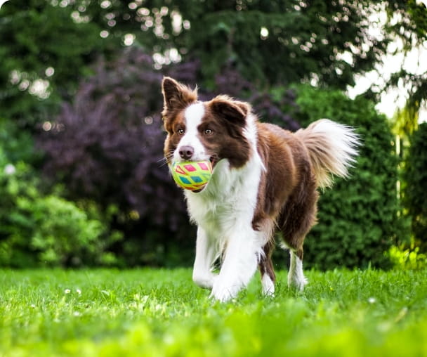 ボールを加えて走っている犬